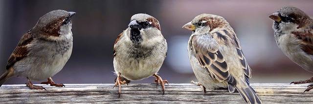 groupe d'oiseau