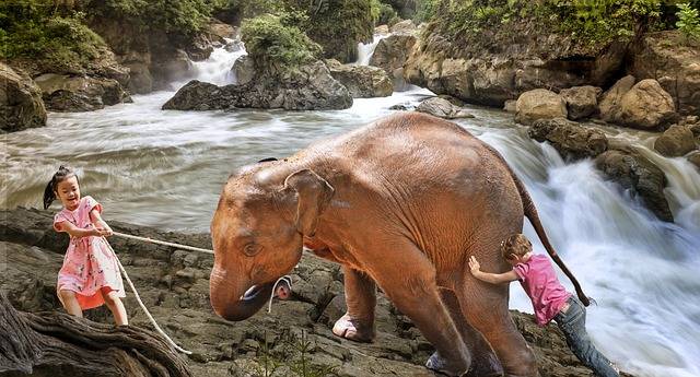 motiver un éléphant à avancer